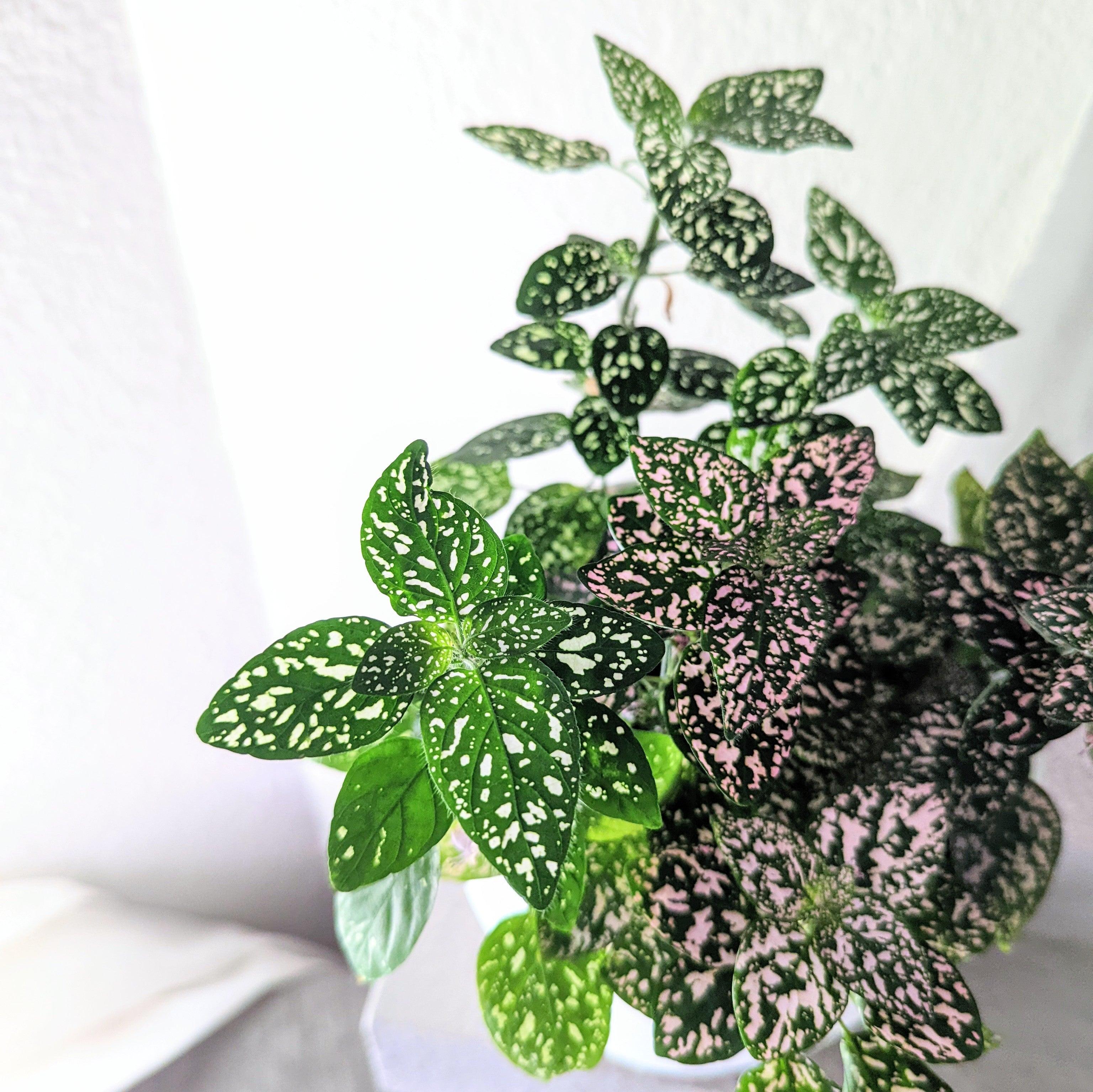 Hypoestes 'Polka Dot Plant' Seeds – Plantflix