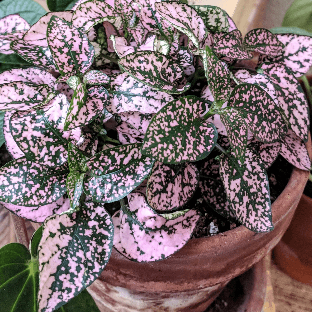 Hypoestes 'Polka Dot Plant' Seeds - Plantflix