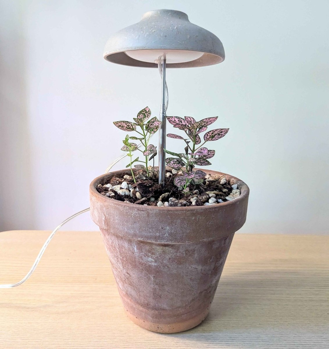 best sun lamps for indoor plants Instant Sun Grow Lamp- We the Wild
