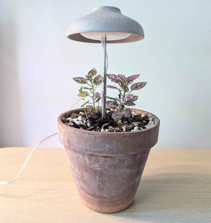 Instant Sun Grow Lamp - We the Wild - Plantflix