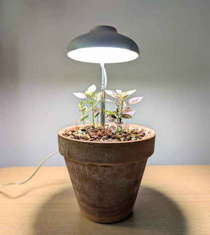 Instant Sun Grow Lamp - We the Wild - Plantflix