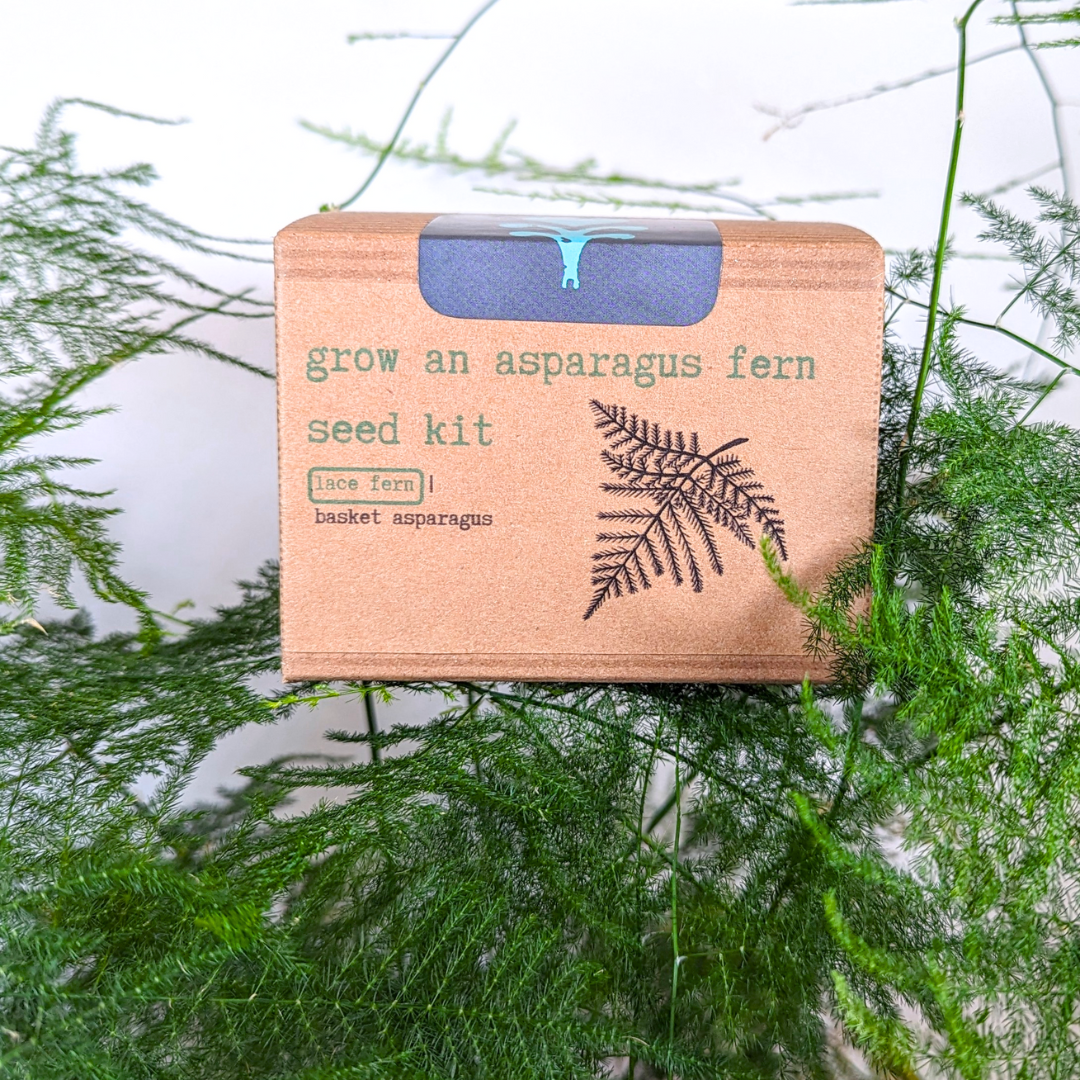 Grow an Asparagus Fern Plant Seed Kit
