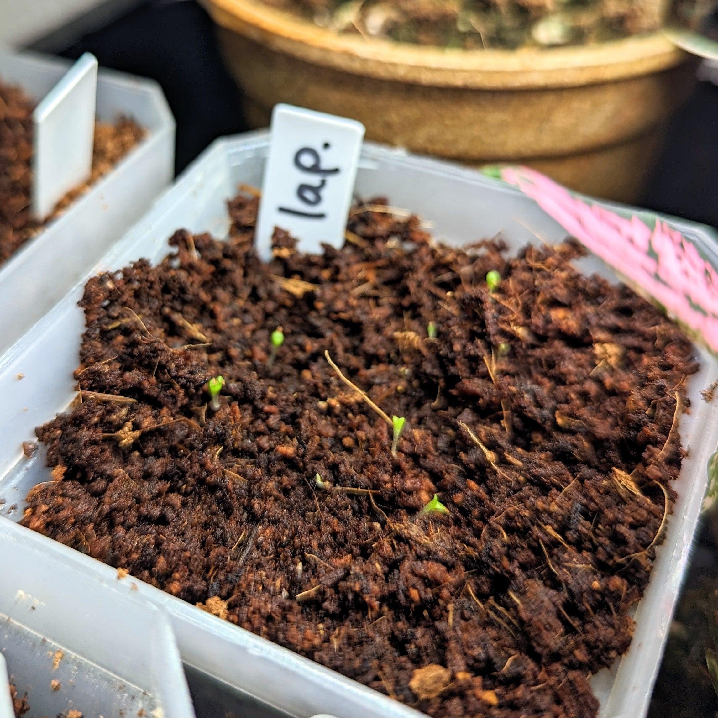 Lapidaria Seed Mix - Plantflix