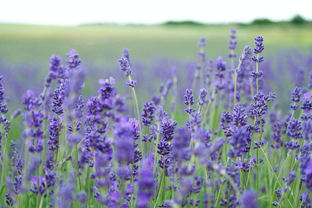 Lavender Seeds - Plantflix
