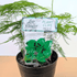 Leaf - Shaped Plant Wall Clips: Lost in the Forrest - Plantflix