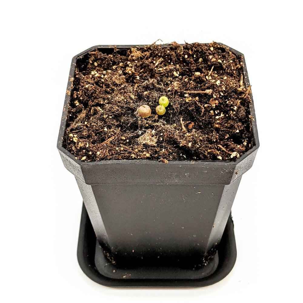 potting mix for lithops Lithops Mix (Living Stone) Seeds