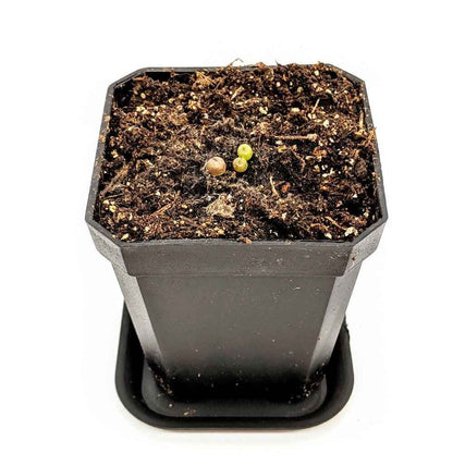 stone plant seeds Lithops Mix (Living Stone) Seeds