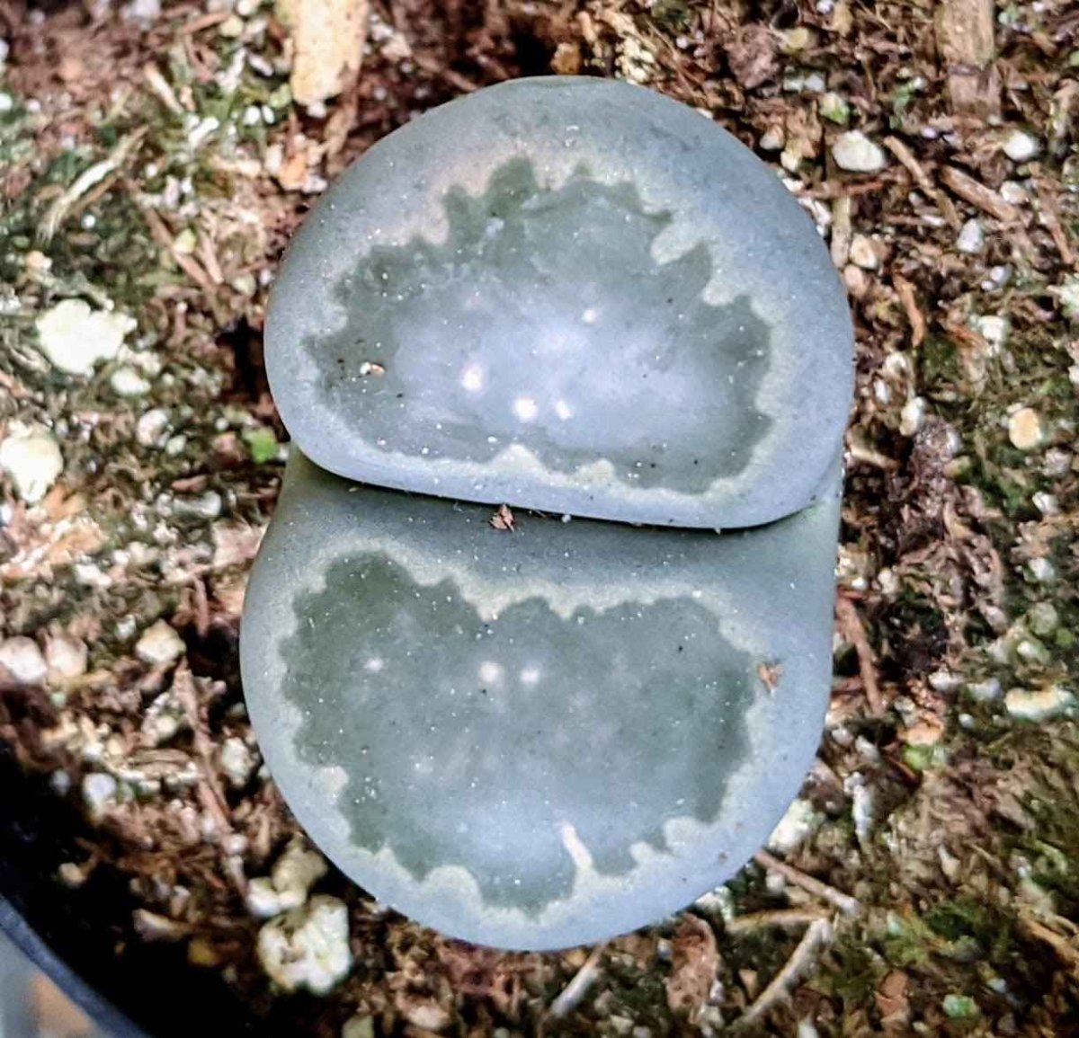 stone seed plant Lithops Mix (Living Stone) Seeds