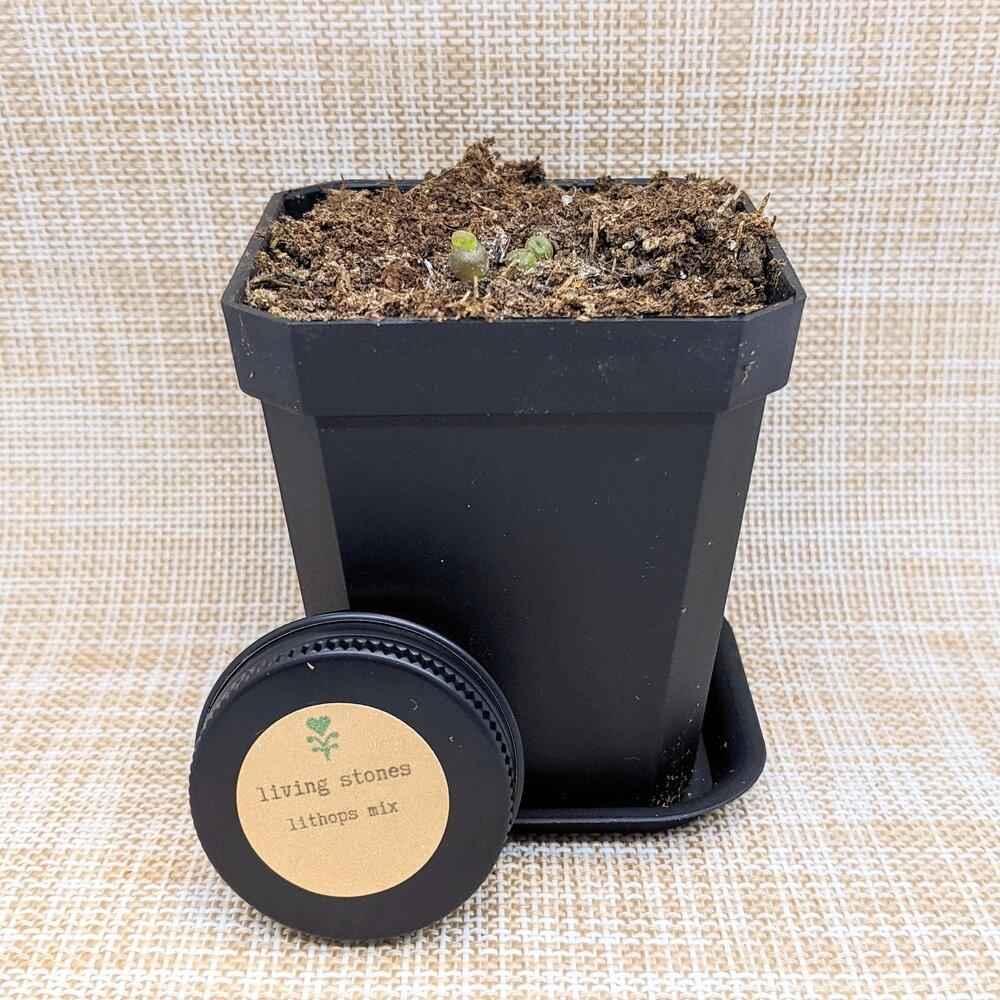 best potting mix for lithops Lithops Mix (Living Stone) Seeds
