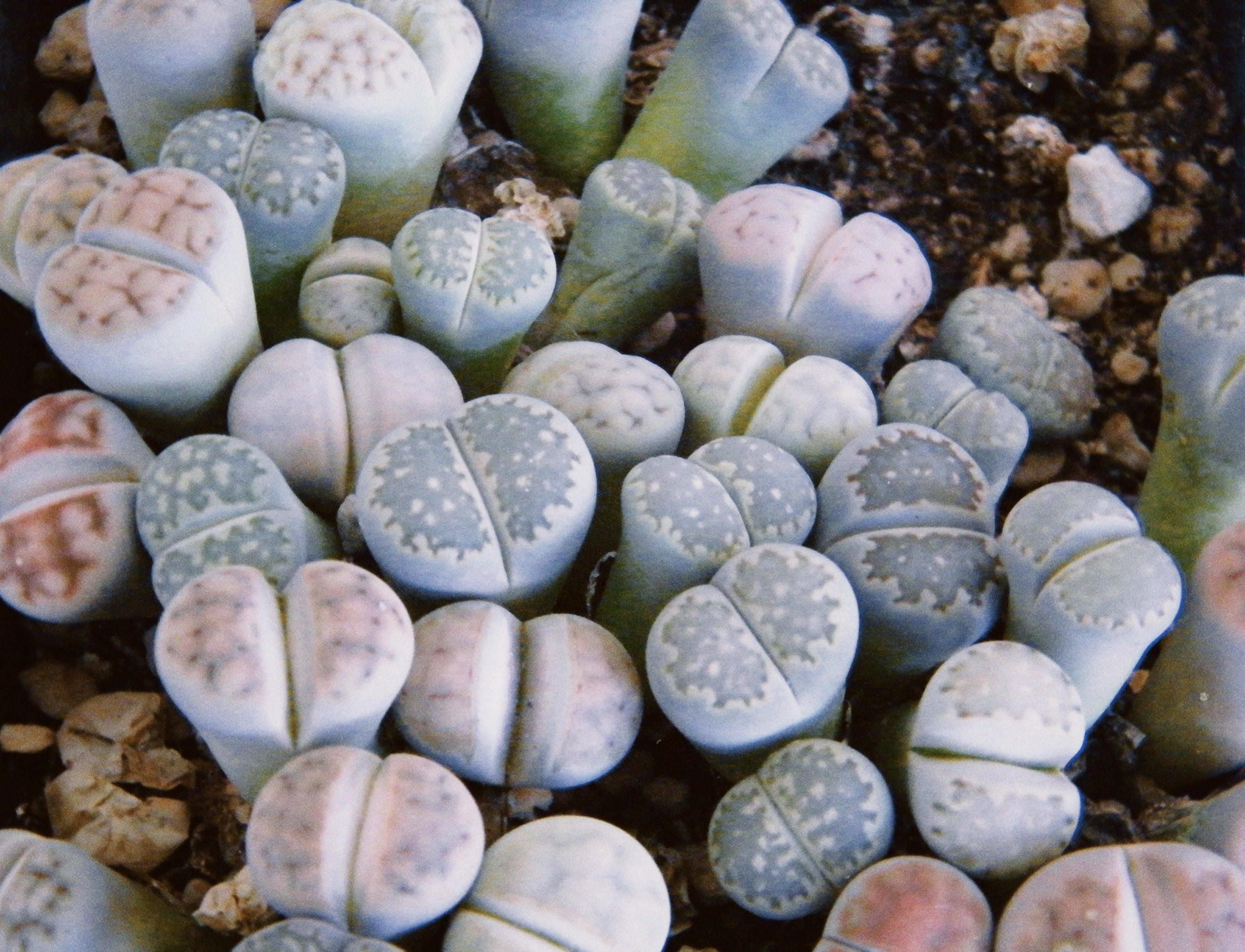 Lithops Mix (Living Stone) Seeds - Plantflix