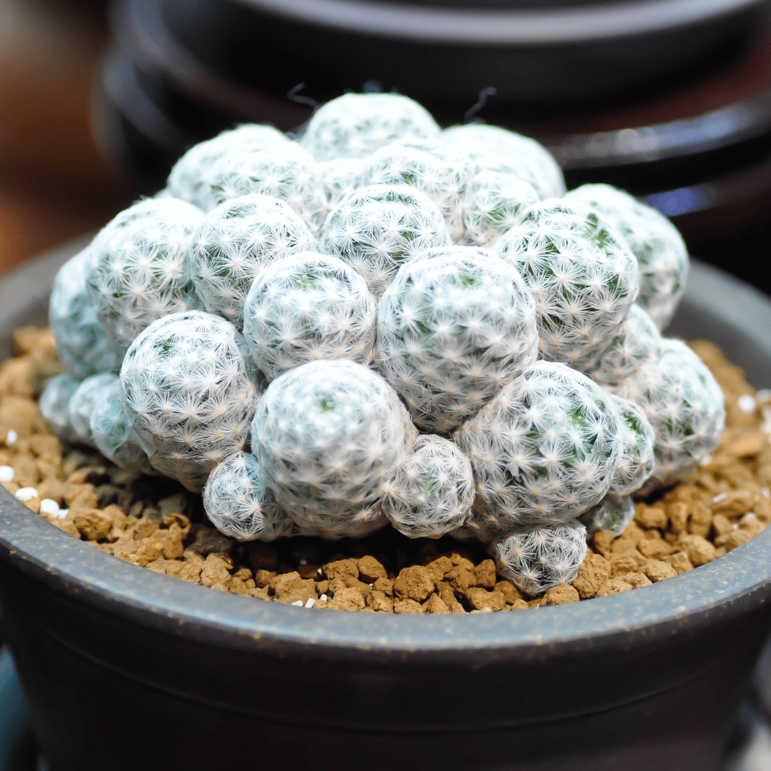 Mammillaria mix Pincushion Cactus Seeds