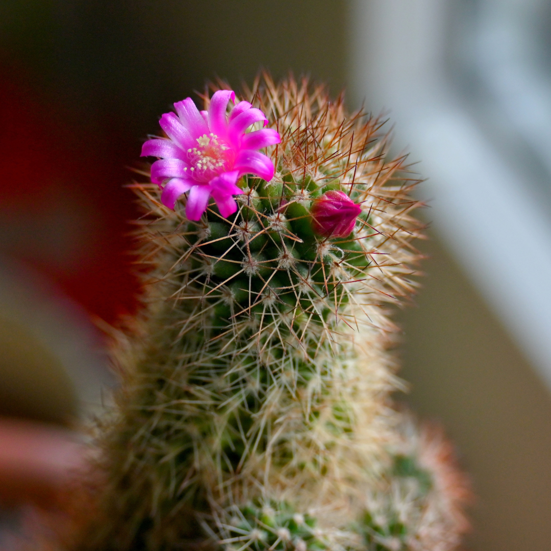 Mammillaria mix "Pincushion Cactus" Seeds - Plantflix