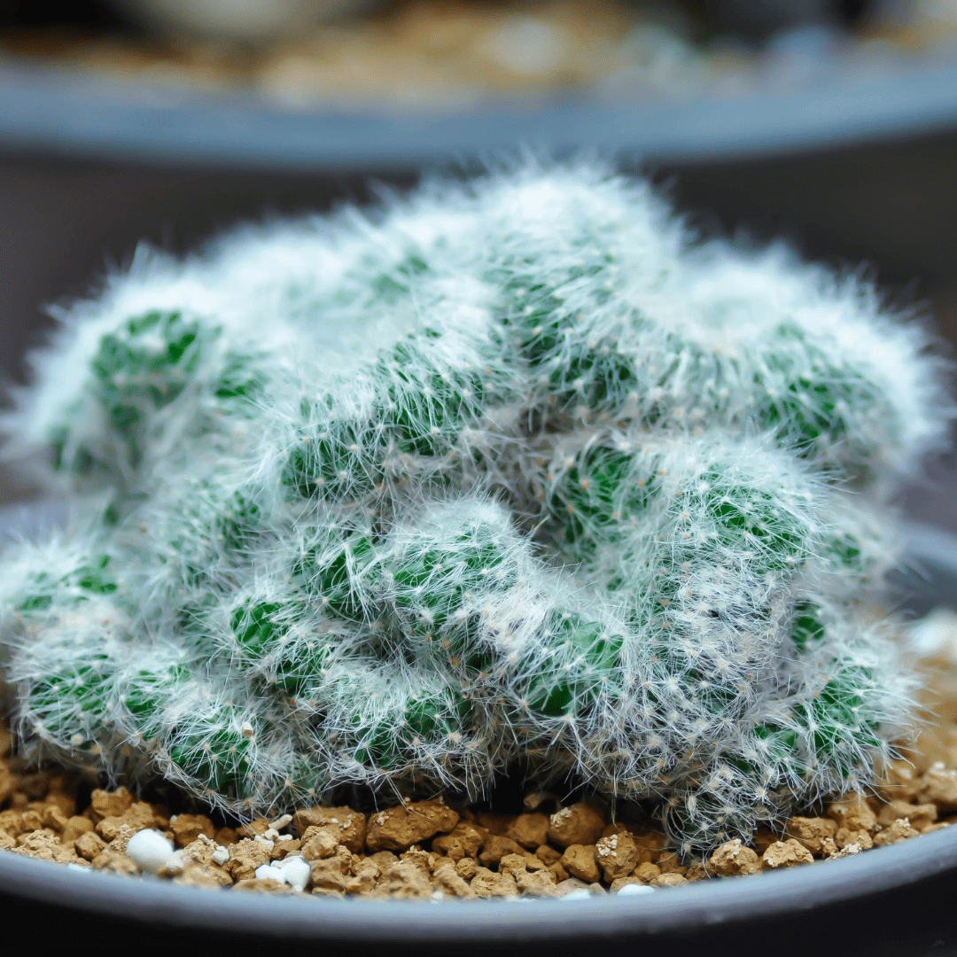 Mammillaria mix "Pincushion Cactus" Seeds - Plantflix
