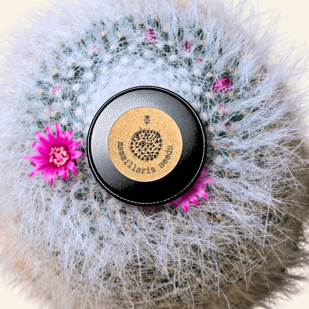 Mammillaria mix "Pincushion Cactus" Seeds - Plantflix