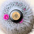 Mammillaria mix "Pincushion Cactus" Seeds - Plantflix