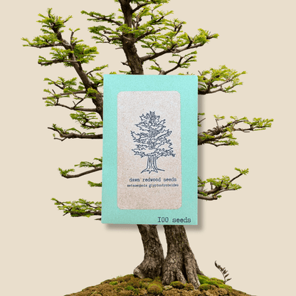 Metasequoia Glyptostroboides &