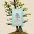 Metasequoia Glyptostroboides &