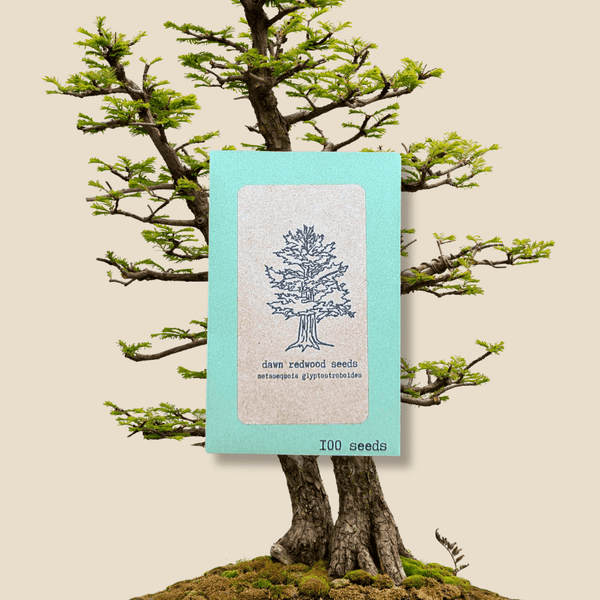 dawn redwood bonsai tree Metasequoia Glyptostroboides 'Dawn Redwood' Seeds