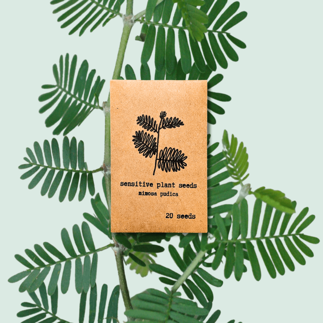 🎁 Mimosa Pudica "Sensitive Plant" Seeds (100% off) - Plantflix