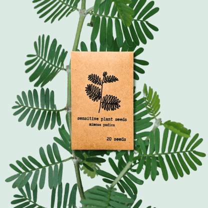 Mimosa Pudica "Sensitive Plant" Seeds - Plantflix
