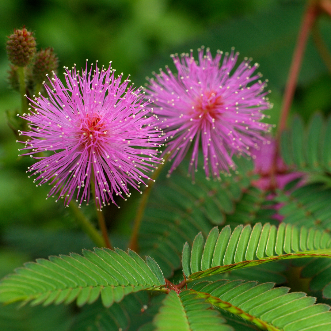 Mimosa Pudica "Sensitive Plant" Seeds