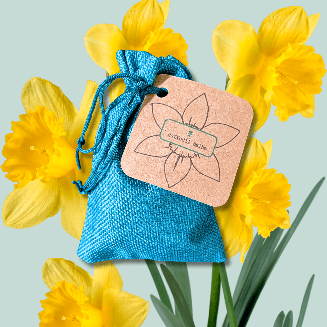 Mini Daffodil Bulbs - Plantflix