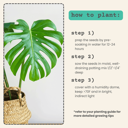 Monstera Deliciosa "Swiss Cheese Plant" Seeds - Plantflix