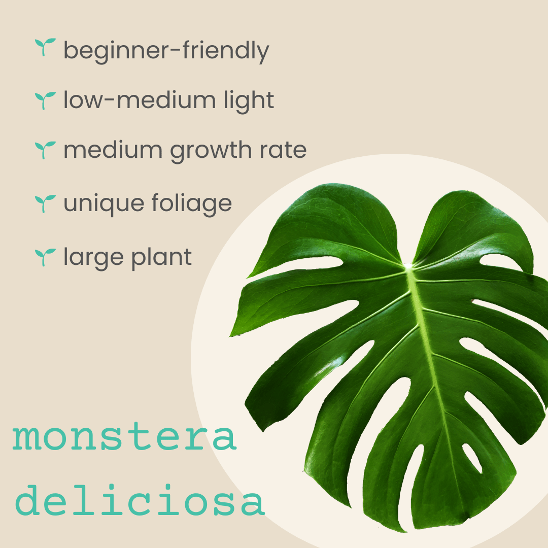Monstera Deliciosa "Swiss Cheese Plant" Seeds - Plantflix