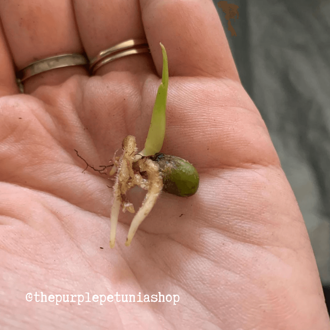 How Do You Get Monstera Seeds: A Step-by-Step Guide