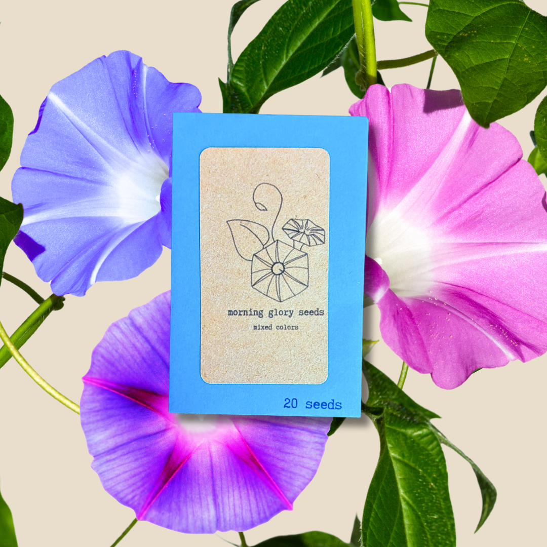 Morning Glory Seeds - Plantflix