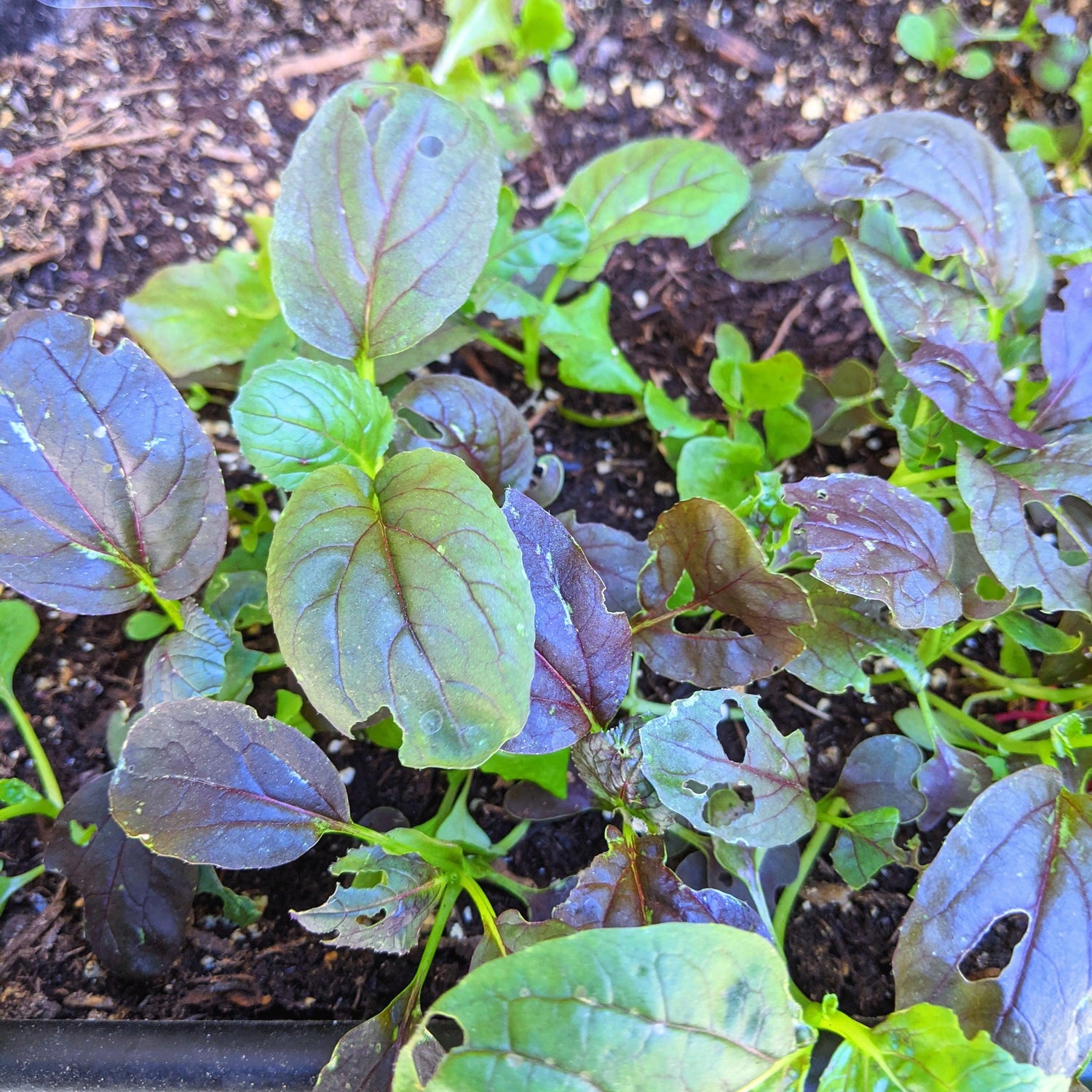 Mustard Greens Seeds - Plantflix