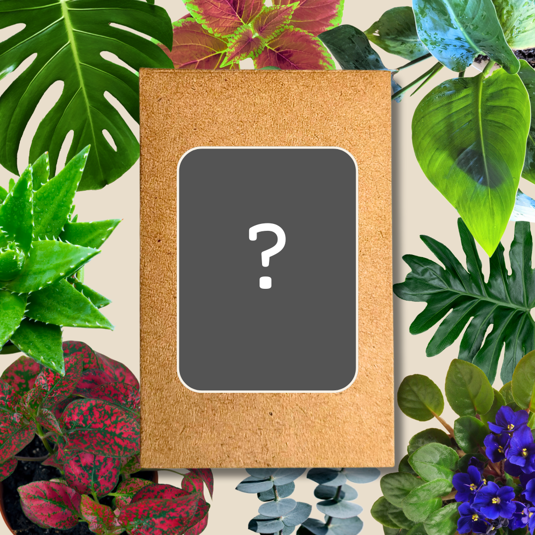 🎁 Mystery Seeds (100% off) - Plantflix
