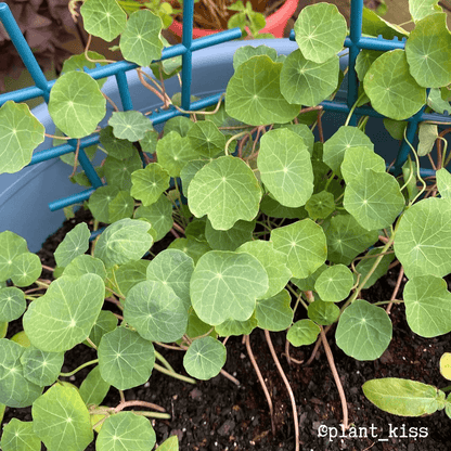 Nasturtium Seeds - Plantflix