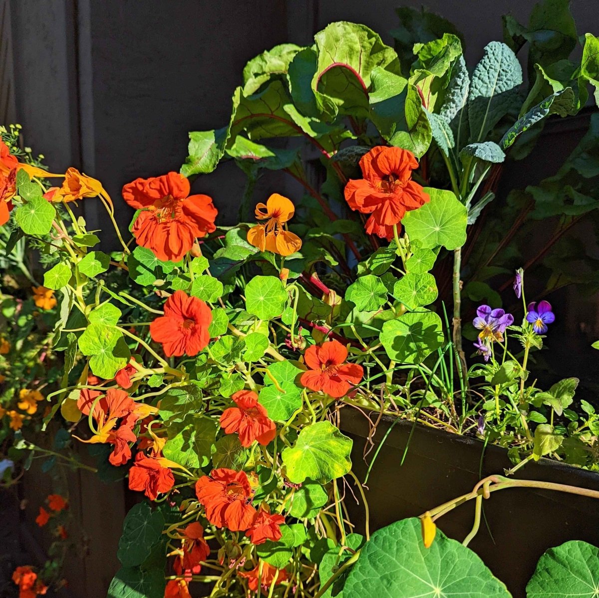 nasturtium hanging plant Nasturtium Seeds