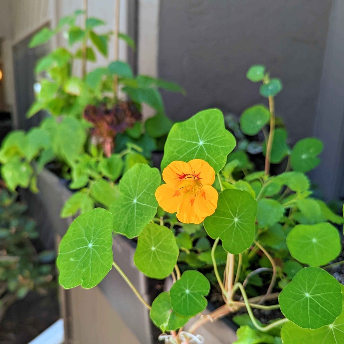 nasturtium indoor plant Nasturtium Seeds
