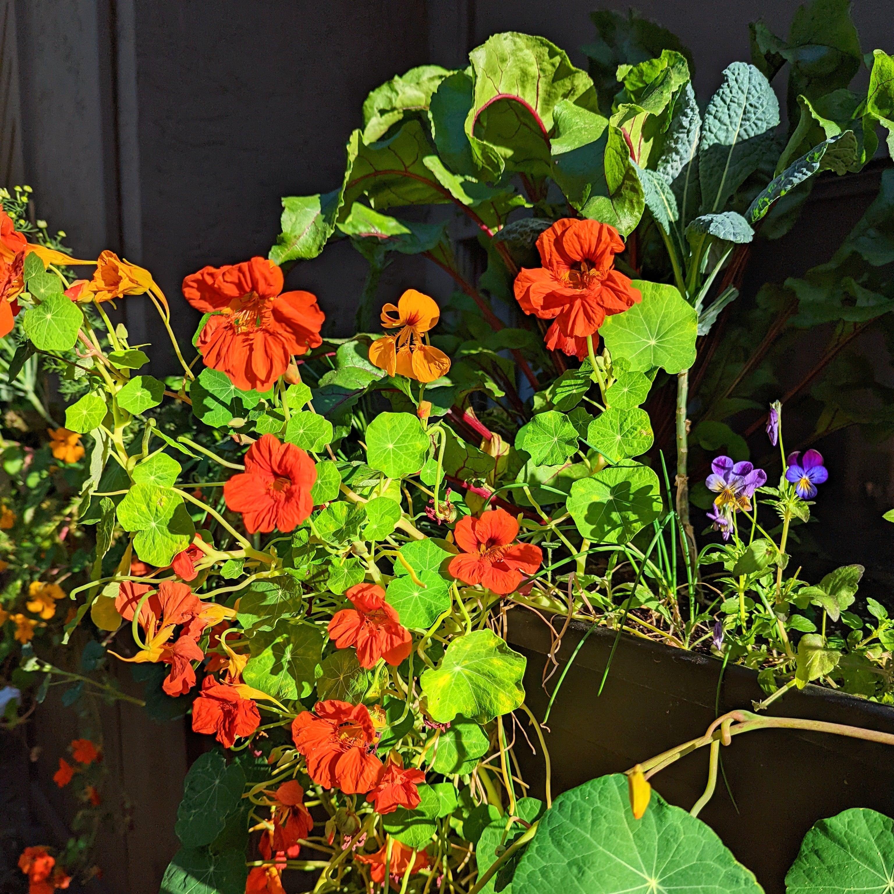 Nasturtium Seeds - Plantflix