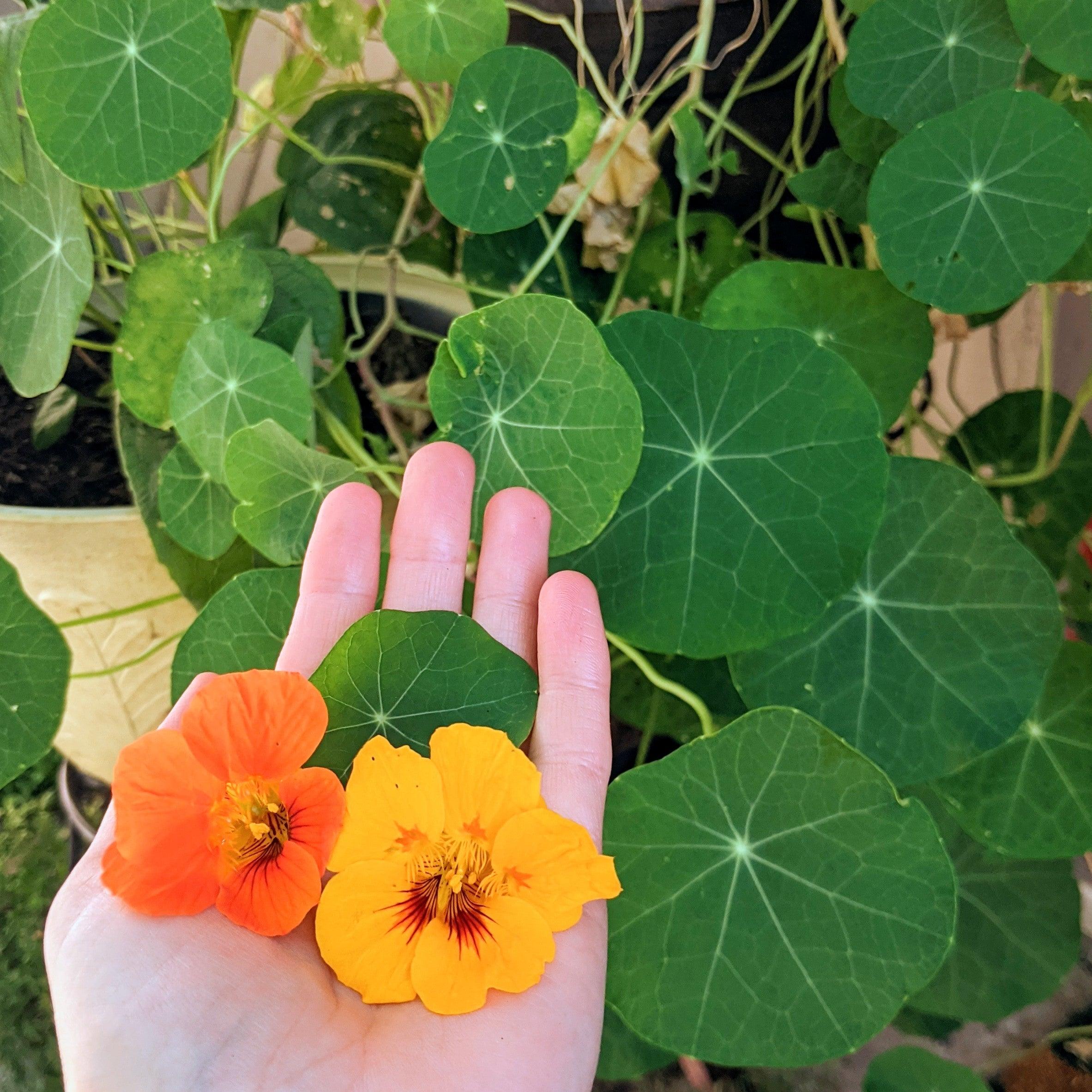 Nasturtium Seeds - Plantflix