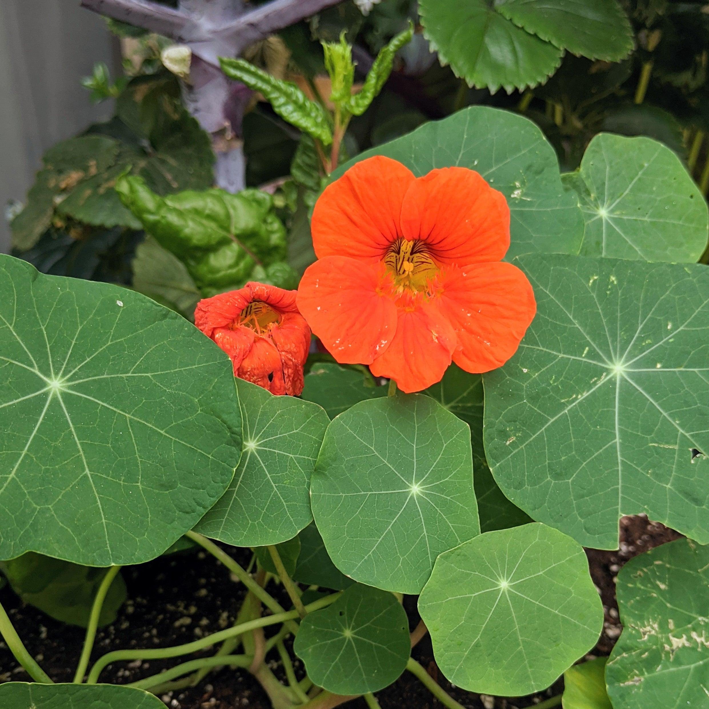 Nasturtium Seeds - Plantflix