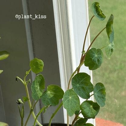Nasturtium Seeds - Plantflix