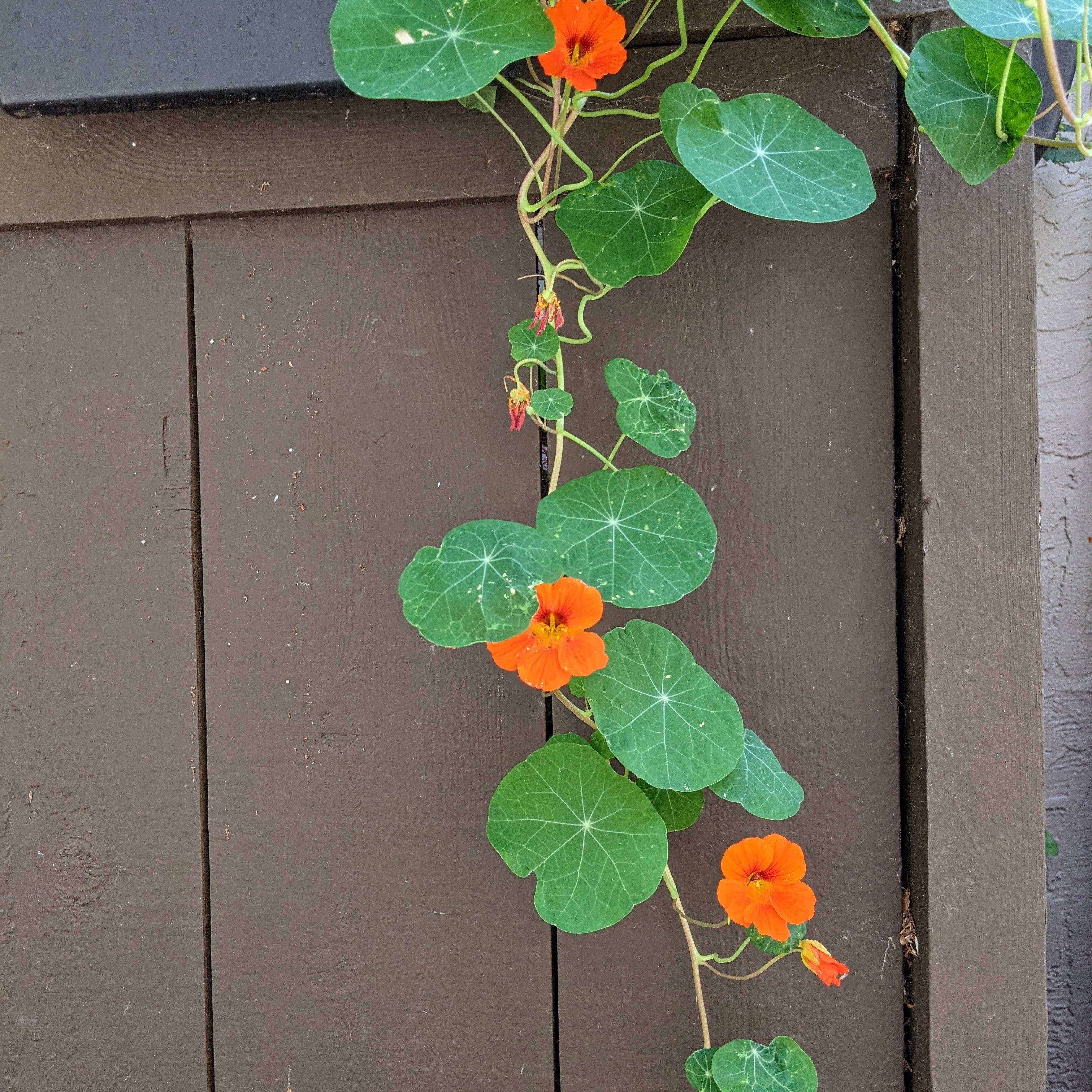 Nasturtium Seeds - Plantflix