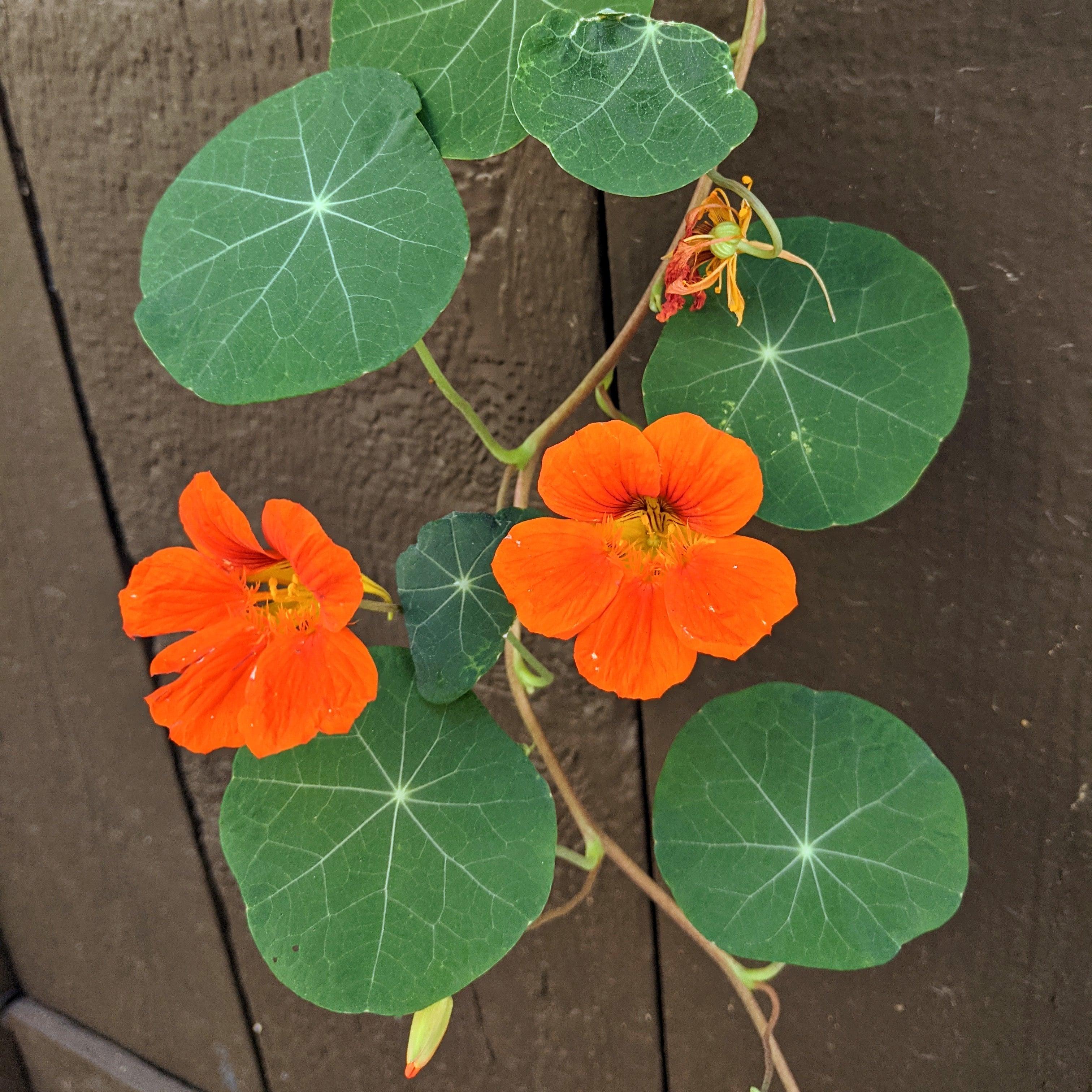 Nasturtium Seeds - Plantflix