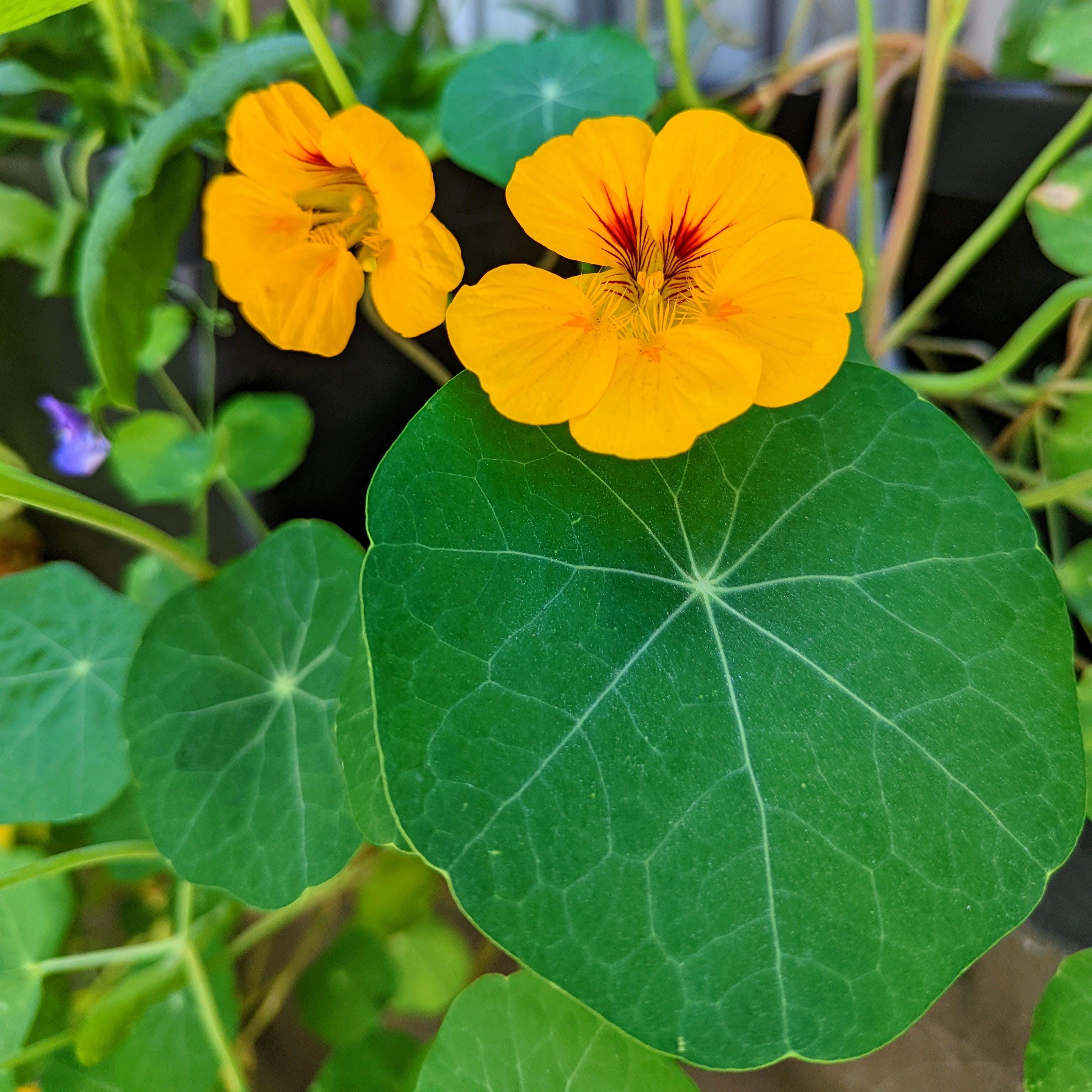 Nasturtium Seeds - Plantflix