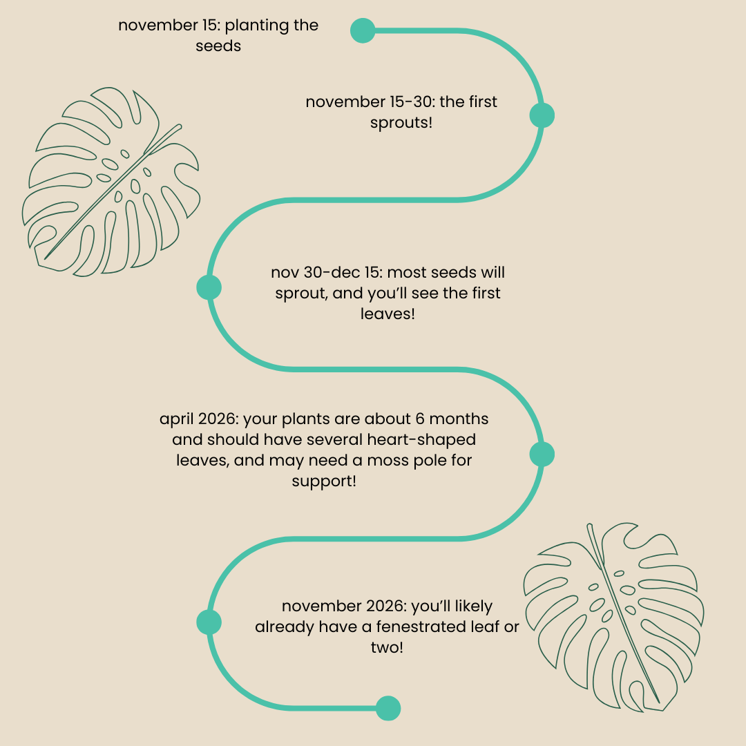 Seed-to-Sprout Monstera Plant Challenge