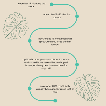Seed-to-Sprout Monstera Plant Challenge