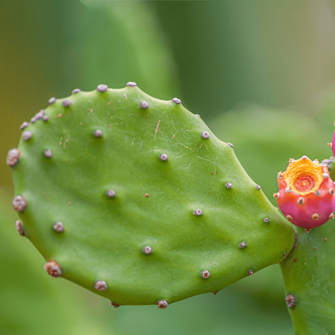 Opuntia Mix 
