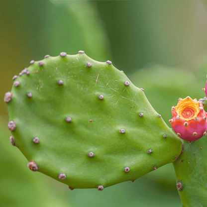 Opuntia Mix "Prickly Pear" Seeds - Plantflix