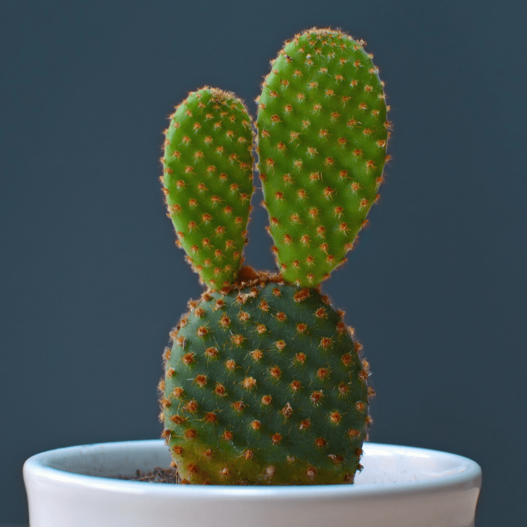 Opuntia Mix "Prickly Pear" Seeds - Plantflix