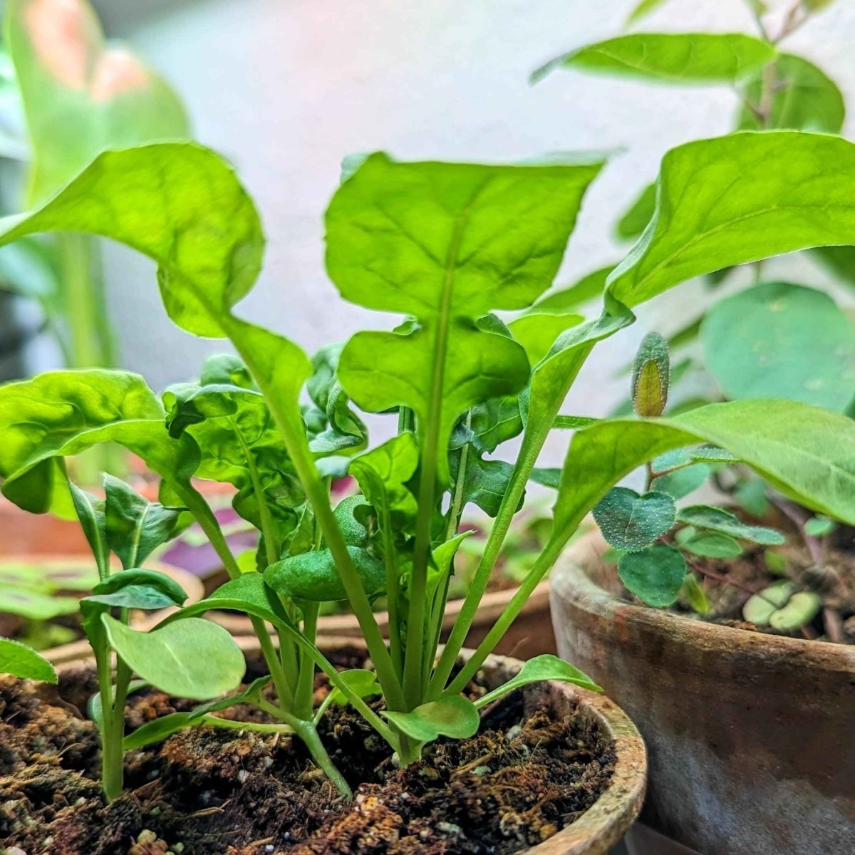 arugula plant seeds Organic Arugula Seeds
