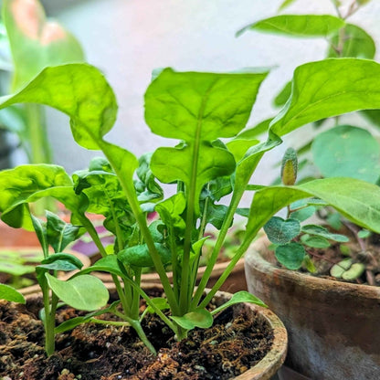 planting arugula seeds indoors Organic Arugula Seeds – Plantflix