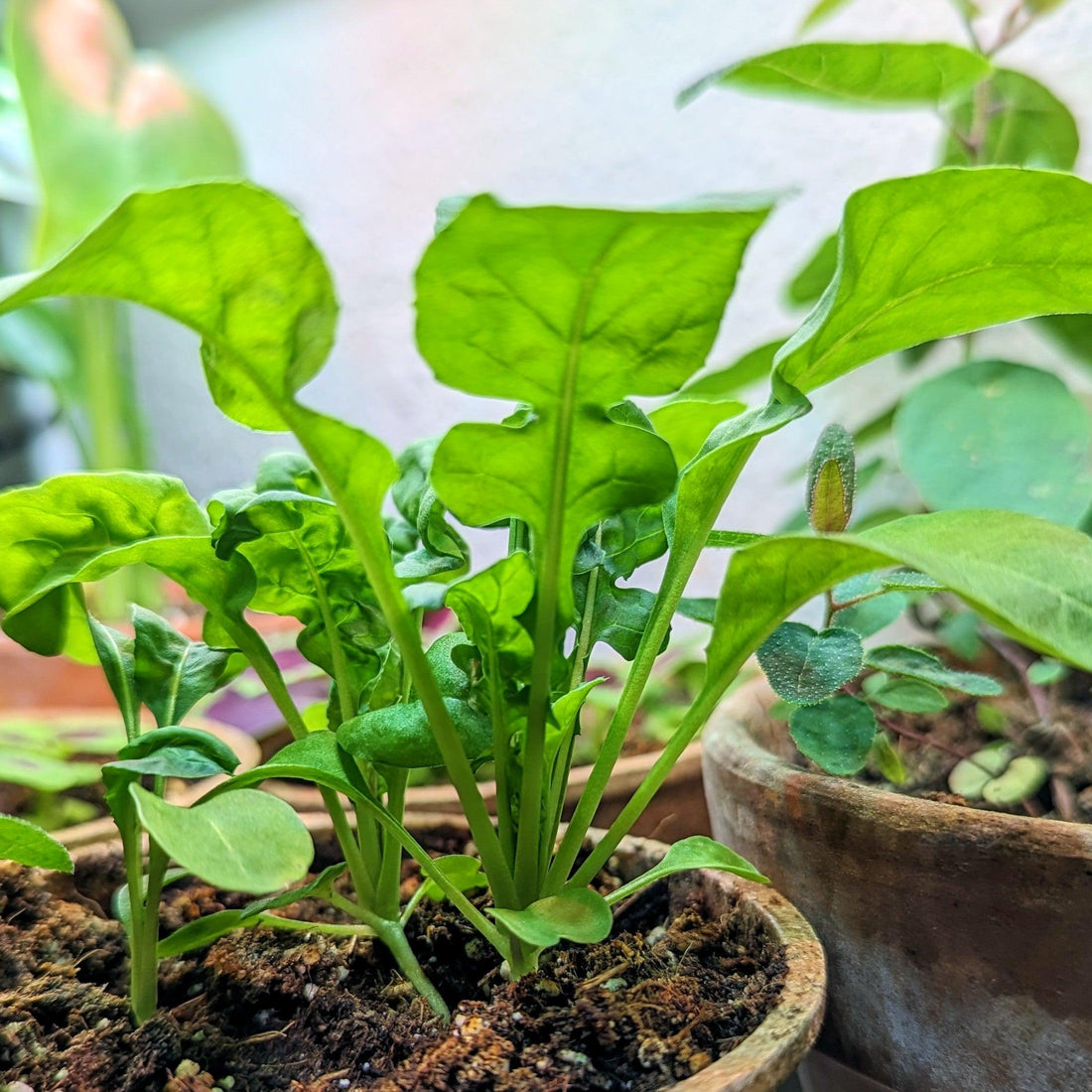 Organic Arugula Seeds - Plantflix